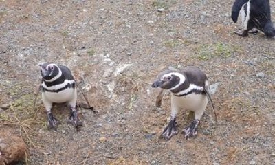 Magdalene Island Catamaran Tour Walk Among Magellanic Penguins