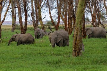 Kenya Safari Budget 4x4 Jeep Adventure Multi Day Tour