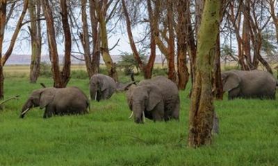 Kenya Safari Budget 4x4 Jeep Adventure Multi Day Tour