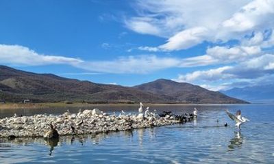 Lake Kerkini Bird Watching Experience from Thessaloniki