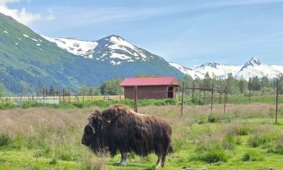 Alaska Wildlife CC and Turnagain Arm Scenic Tour from Girdwood
