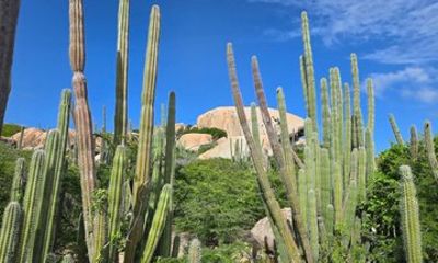 Half Day Private Island Tour in Aruba