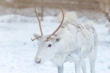 Rovaniemi Reindeer Farm Visit and Long Sleigh Ride