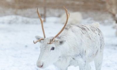 Rovaniemi Reindeer Farm Visit and Long Sleigh Ride