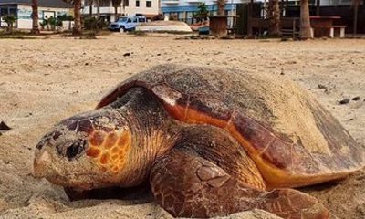 Desova of the Marine Turtles Careta-Careta