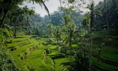 Private Authentic Ubud Half Day Tour with a Local Guide