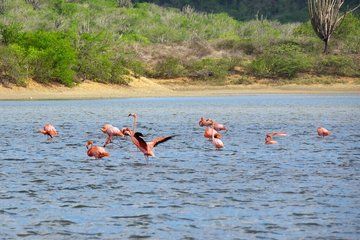 Hidden Flamingos and Salt Lakes Nature Walk in Curaçao