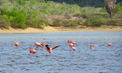Hidden Flamingos and Salt Lakes Nature Walk in Curaçao