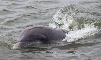 Hilton Head Dolphin Watching Shared Adventure