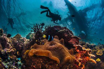Side Scuba Diving with Lunch and Hotel Transfers