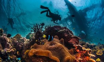 Side Scuba Diving with Lunch and Hotel Transfers