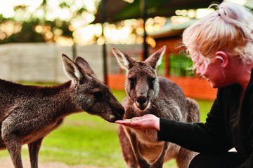 Mornington Peninsula Aussie Wildlife Tour with Lunch and Wine
