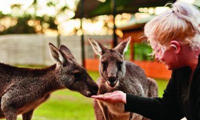 Mornington Peninsula Aussie Wildlife Tour with Lunch and Wine