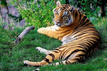 Tiger Trails Amarabad Tiger Reserve Safari from Hyderabad