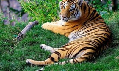 Tiger Trails Amarabad Tiger Reserve Safari from Hyderabad