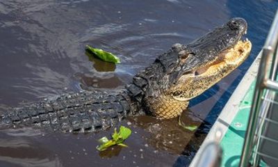 Everglades Adventure and Miami City Tour