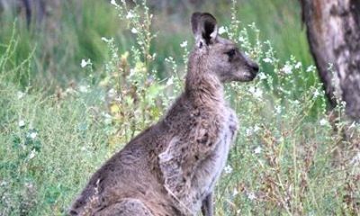 Canyons to Kangaroos: Private Blue Mountains Full Day Tour