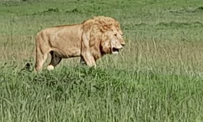 9 Days Kenya Safari Tsavo East Tour Experience