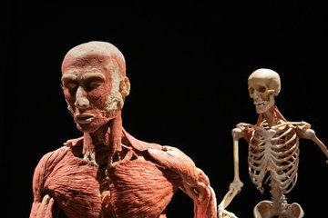 Amsterdam City Audio Tour and Body Worlds Ticket