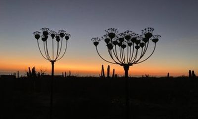 Desert Art Tour in Todos Santos