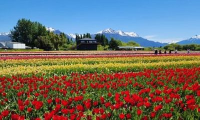 Tulips in Trevelin from Bariloche