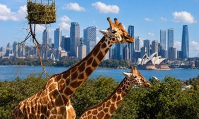 Sydney Express Private City Highlights and Wildlife Tour