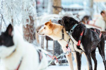 Rovaniemi: Insider Bucket List Adventure