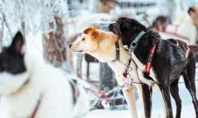 Rovaniemi: Insider Bucket List Adventure