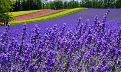 Furano and Biei Private Day Tour from Sapporo