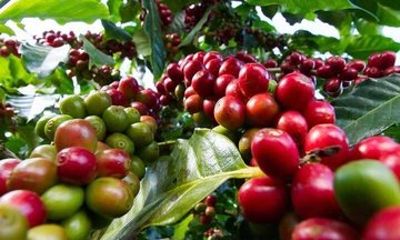 Journey Through Fairview Coffee Estate Tour and Tasting