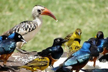 5 Days Bird Watching Amboseli Tsavo West and Tsavo East