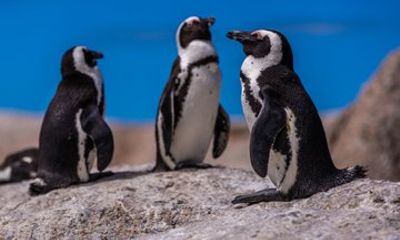 Half day Group Noon Tour Boulders Penguins and Cape of Good Hope