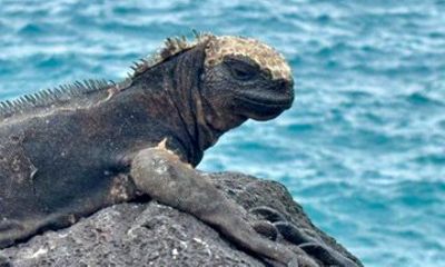 Galapagos Island Hopping Tour 3 Islands in 7 Days