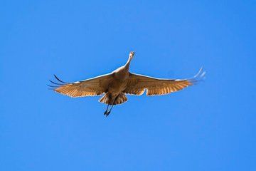 Scappoose Birdwatching Excursion
