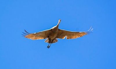 Scappoose Birdwatching Excursion