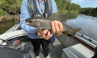 Guided Fishing Adventure On The Chena River By Boat