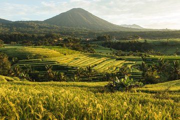 Jatiluwih Sunrise Tour with Monkey Forest and Jungle Swing