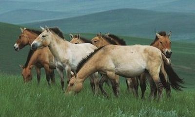 Private Khustai National Park and Wild Horse Day Tour