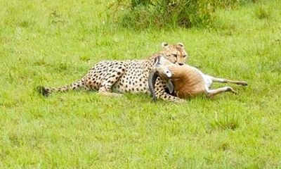 14 Day Kenya and Tanzania Safari Wildebeest Migration