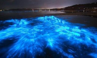 Bioluminescent Kayaking Tour Cocoa Beach