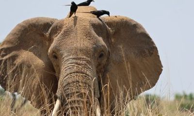 5 Day Rwanda Adventure Gorilla Trekking and Akagera Safari
