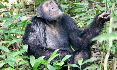 3 Day Nyungwe Forest Adventure Canopy Walk and Chimp Trekking