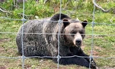 ATV Thrills or Bear Viewing in the Wild Whistler Adventure