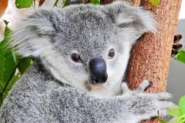 Kuranda Wildlife Experience Deluxe Multi Attraction Pass