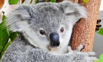 Kuranda Wildlife Experience Deluxe Multi Attraction Pass
