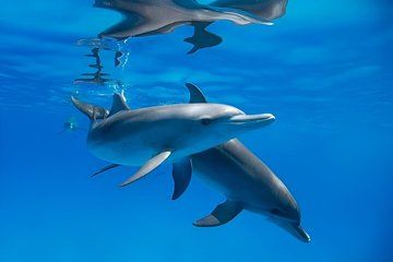 Premium VIP Dolphin House Snorkeling Adventure & Lunch - Hurghada