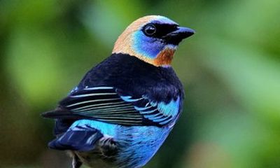 Birding spot in Monteverde: Guide + HD Scope & Binoculars+Photos