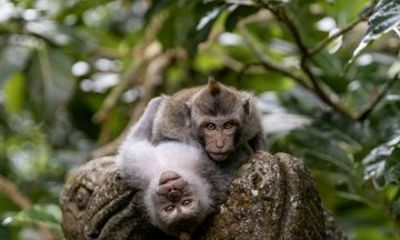 Private Bali Ubud Highlights Tour: Culture, Nature & Hidden Gems