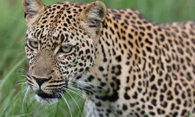 From Nairobi 2 Day Masai Mara Safari with Game Drives