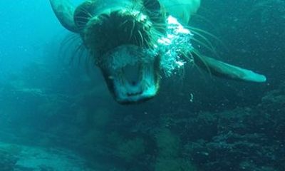Full Day Snorkeling at Pinzon Island and Santa Cruz Landing
